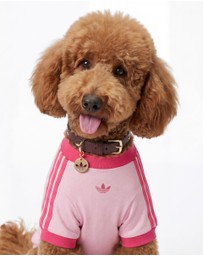 adidas Originals - adidas Pet Cali Tee