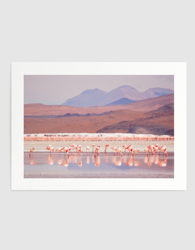 Olive et Oriel - Flamingos Art Print