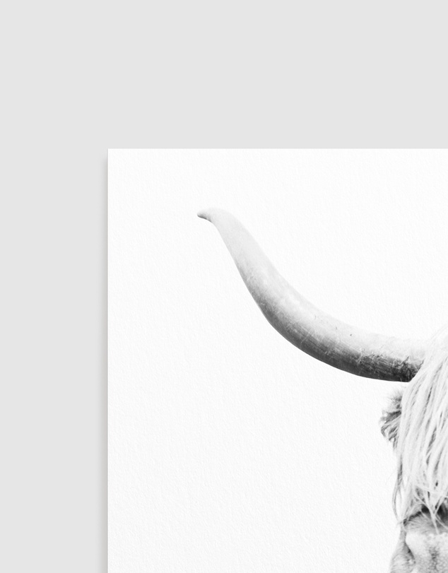 Olive et Oriel - Highland Cow Closeup Art Print