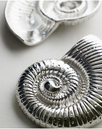 Native Sol - Conch Earrings