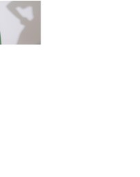 The Wolf Gang - Mini Camiseta T-shirt - Cream