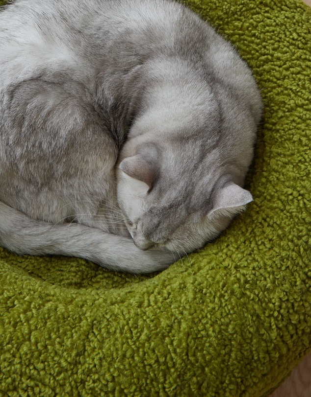 Cat St. - The Bungalow Bed