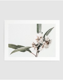 Olive et Oriel - White Eucalyptus II Art Print