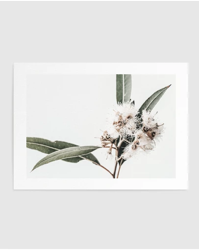 Olive et Oriel - White Eucalyptus II Art Print