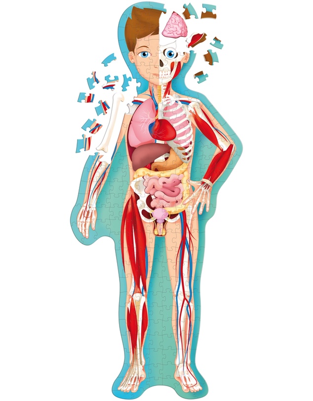 Sassi - Travel Learn Explore The Body Puzzle