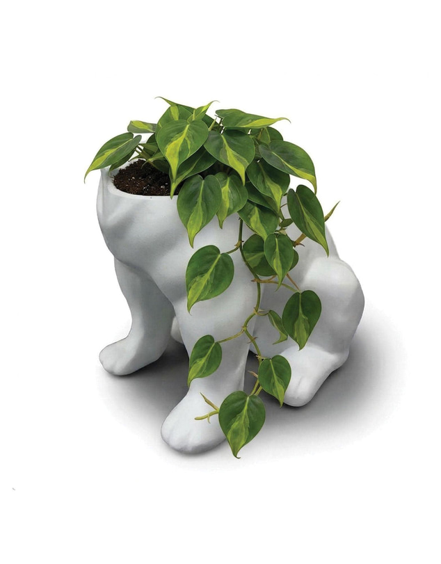 Urban Attitude - Urban Attitude Maggie Bulldog Planter - Matte White