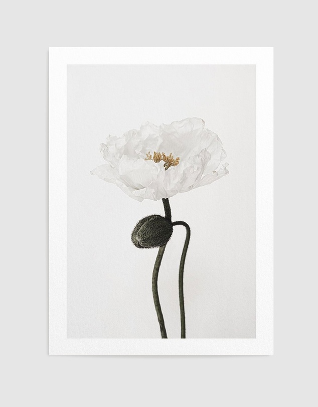 Olive et Oriel - White Poppy I Art Print