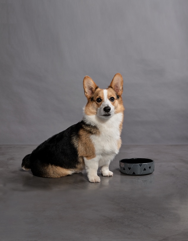 Greg Natale - Tokyo Pet Bowl