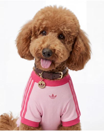 adidas Originals - adidas Pet Cali Tee