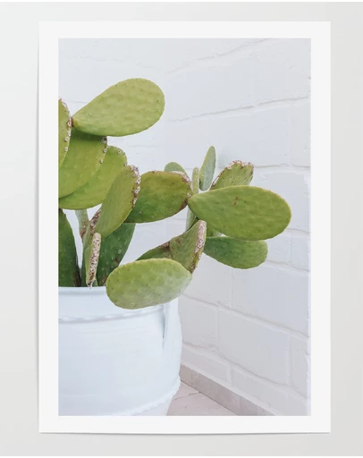 LEGGERA - Succulents of Puglia Print