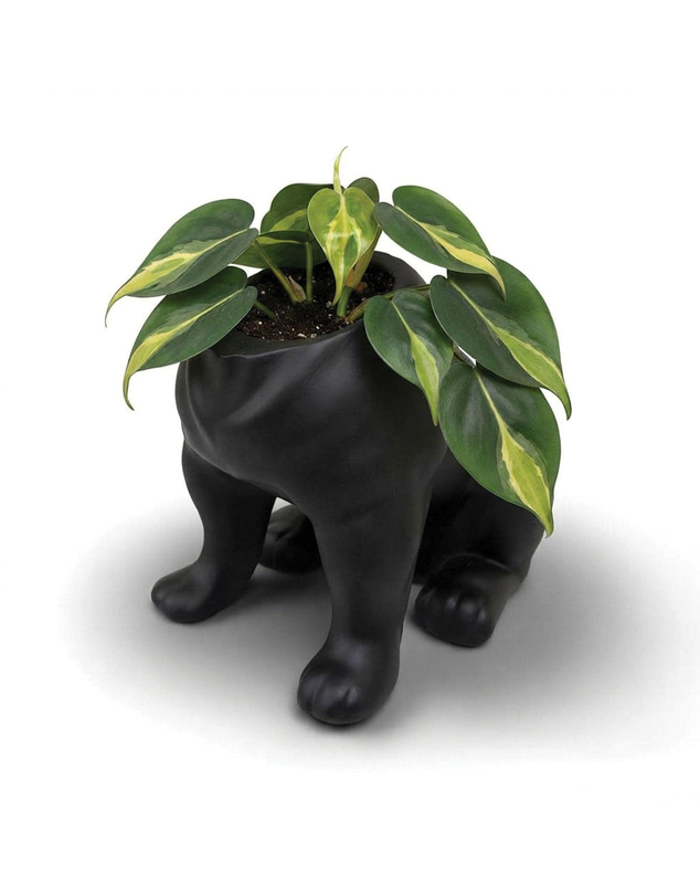Urban Attitude - Urban Attitude Maggie Bulldog Planter - Matte Black