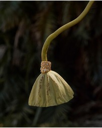 Amber Sceats - Cedar Ring