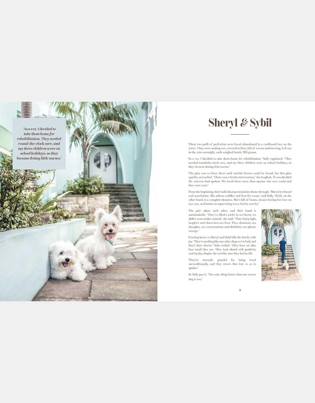 Brumby Sunstate - Rescue Dogs on Doorsteps