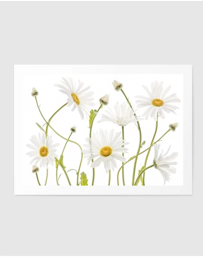 Olive et Oriel - Ox Eye Daisies by Mandy Disher Art Print