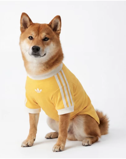 adidas Originals - adidas Pet Cali Tee