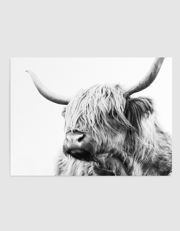 Olive et Oriel - Highland Cow Closeup Art Print