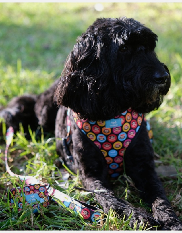 Verb - Dog Pet Harness
