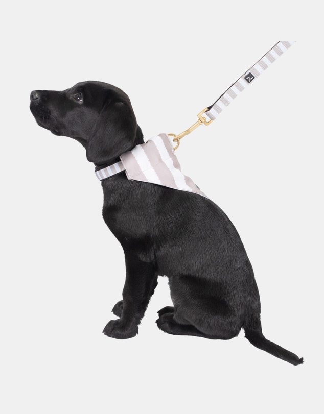 Mog & Bone - Neoprene Dog Bundle- Latte Hampton Stripe