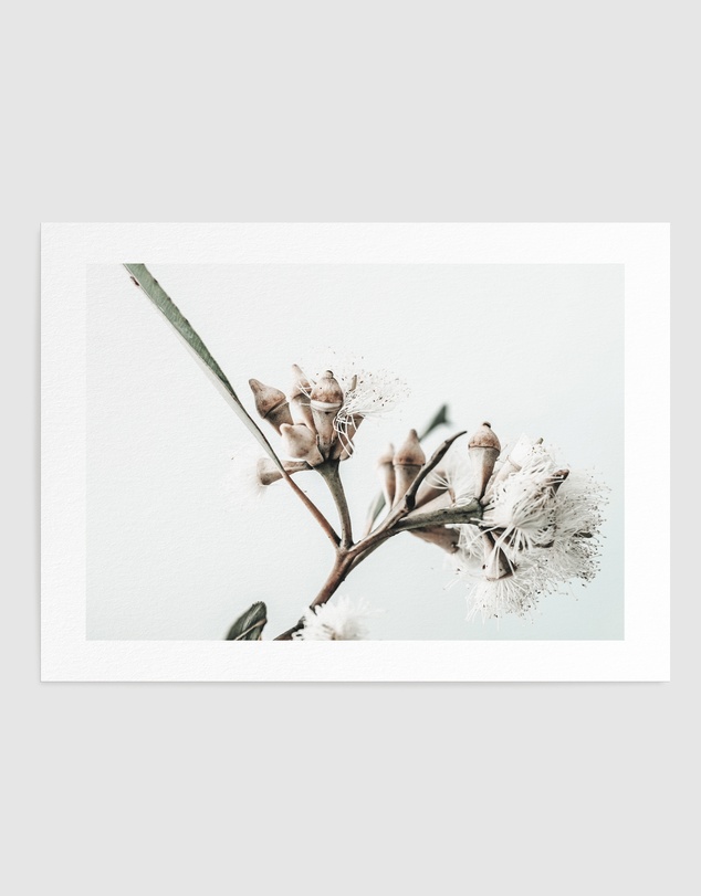 Olive et Oriel - White Eucalyptus I Art Print