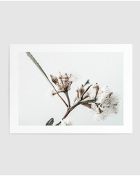 Olive et Oriel - White Eucalyptus I Art Print