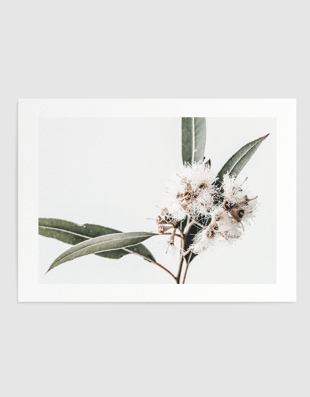 Olive et Oriel - White Eucalyptus II Art Print