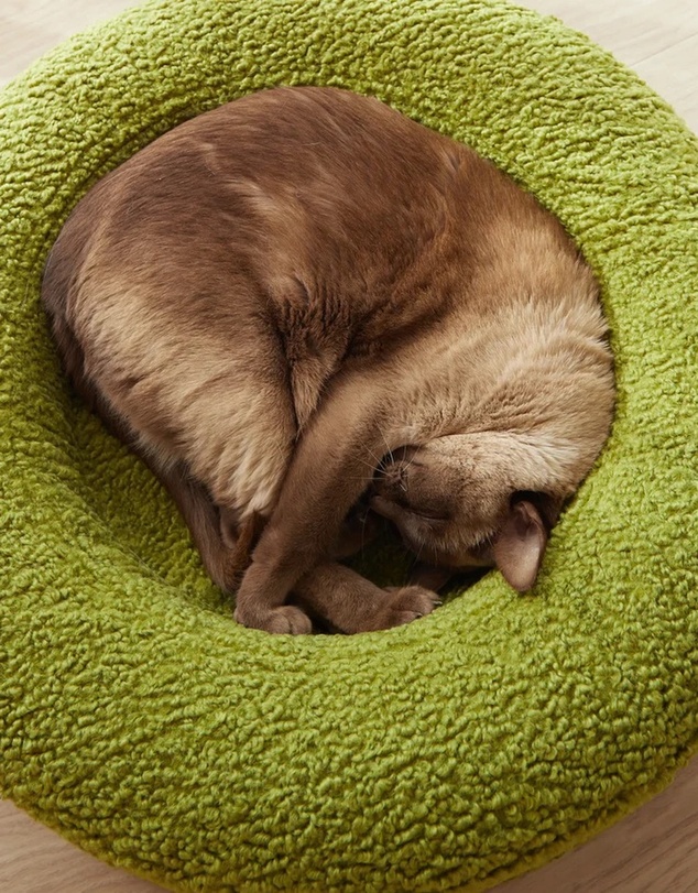 Cat St. - The Bungalow Bed