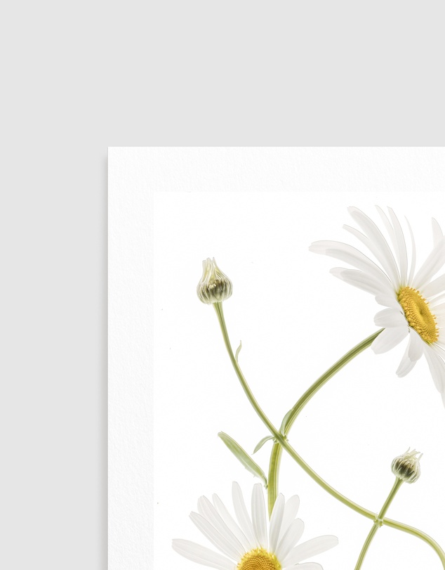 Olive et Oriel - Ox Eye Daisies by Mandy Disher Art Print