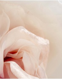 Fillies Collection - Large Dusty Pink Flower Fascinator Headband