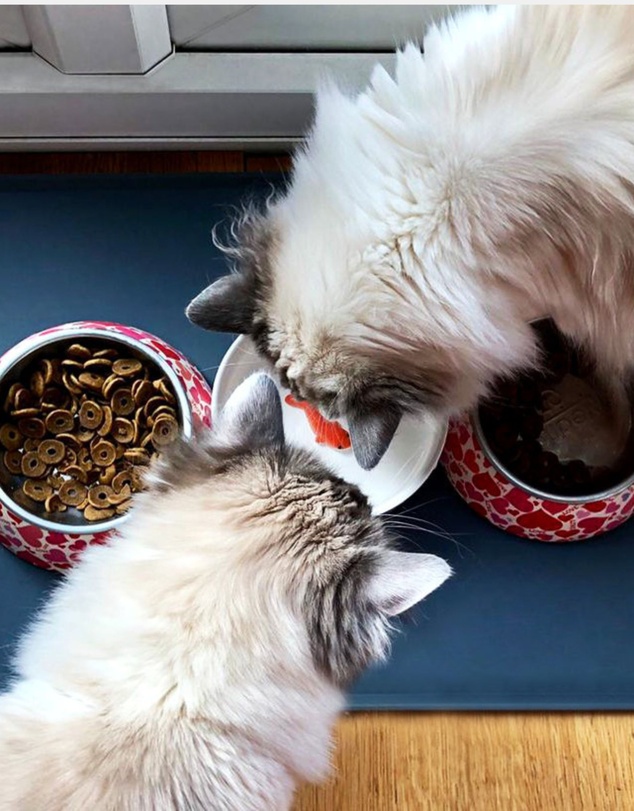 Suck UK - Cat Bowl Goldfish