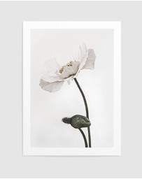 Olive et Oriel - White Poppy III Art Print