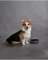 Greg Natale - Tokyo Pet Bowl