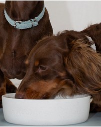 Lilly + Dash - Dog Food Water Ceramic Bowl