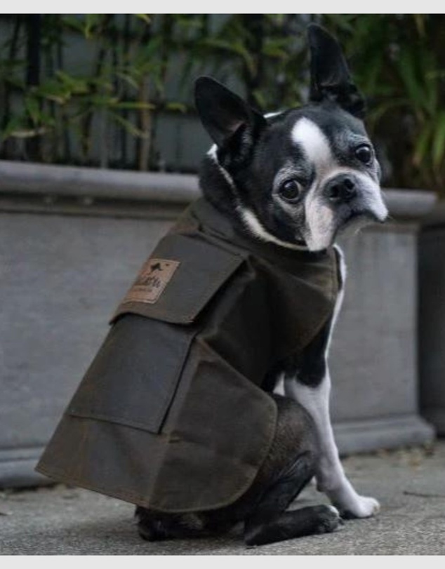Jacaru - Jacaru 6510 Dog Coat