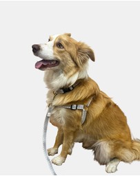 Mog & Bone - Multi-Function Hemp Dog Lead - Mocha Wave