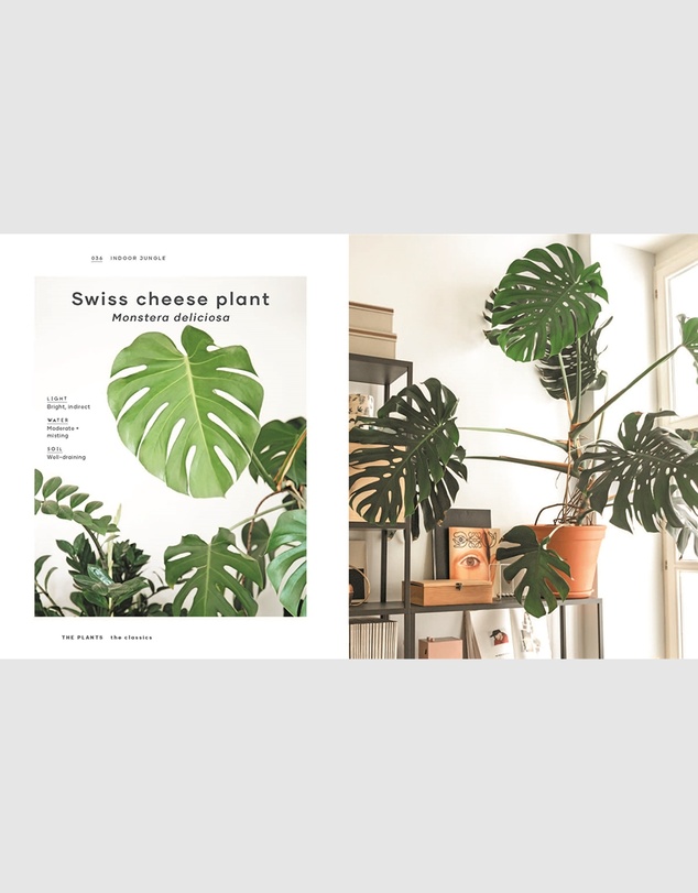 Brumby Sunstate - Indoor Jungle