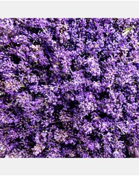 Weleda - Relax Shower Cream - Lavender