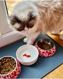 Suck UK - Cat Bowl Goldfish