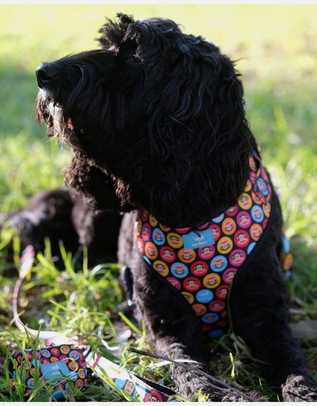 Verb - Dog Pet Harness