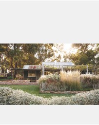 Brumby Sunstate - Wild by Design