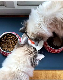 Suck UK - Cat Bowl Goldfish