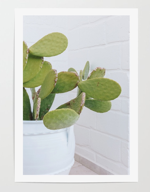 LEGGERA - Succulents of Puglia Print