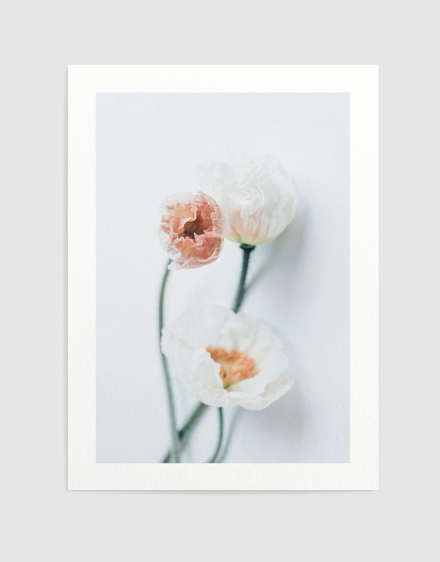 Olive et Oriel - Summer Poppies I Art Print