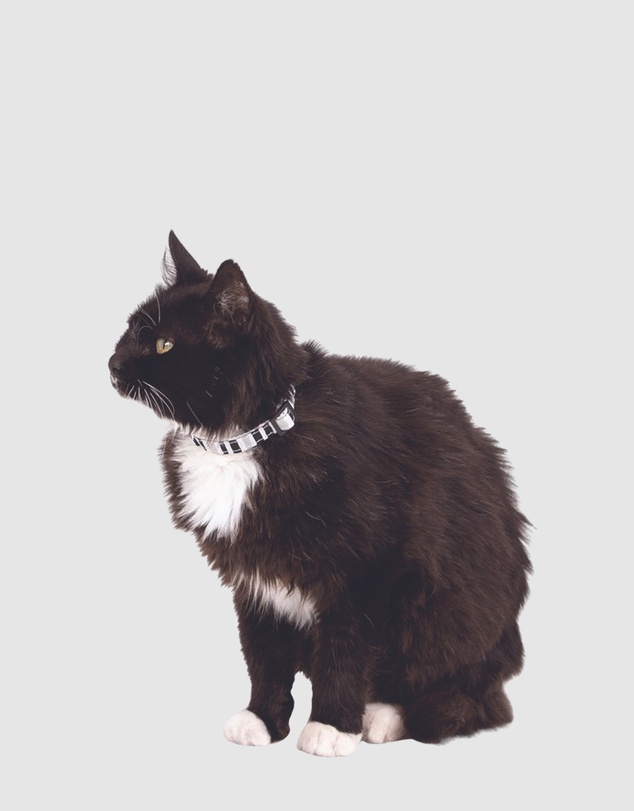 Mog & Bone - Hemp Cat Collar - Pebble Black Brush Stroke Print