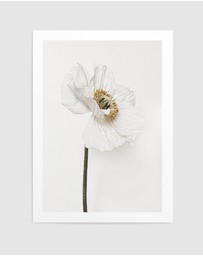 Olive et Oriel - White Poppy II Art Print