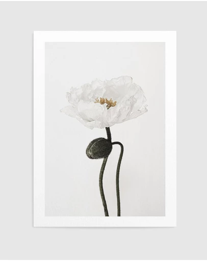 Olive et Oriel - White Poppy I Art Print