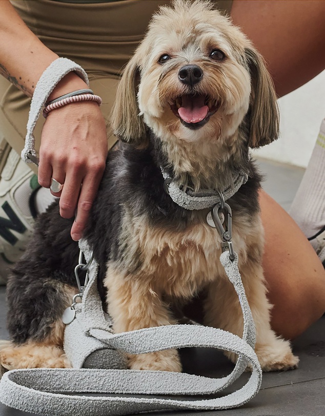 Lilly + Dash - Boucle Dog Leash 150cm Harness
