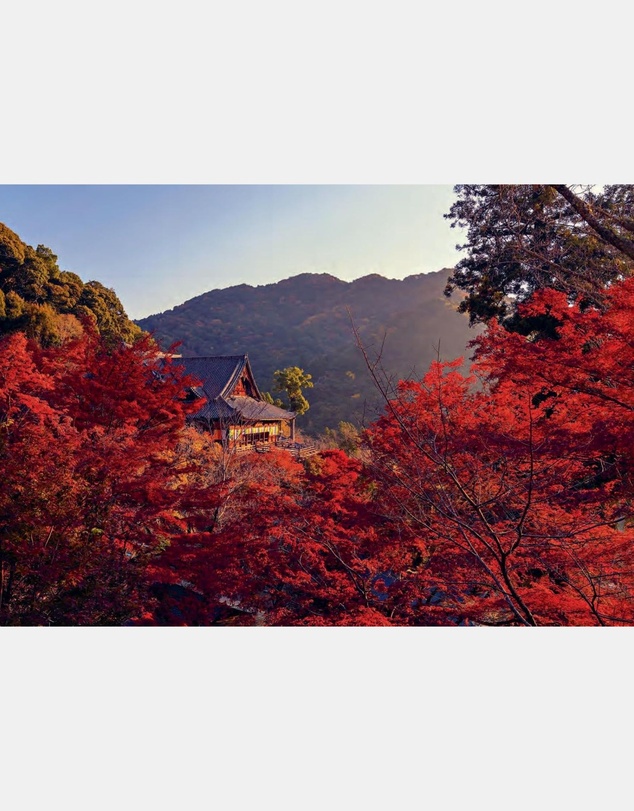 Brumby Sunstate - Japan: Voyage Collection
