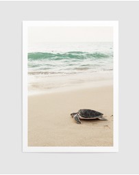 Olive et Oriel - Little Turtle II Art Print