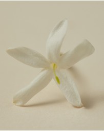 AYU - RUMI Perfume Oil 30ml