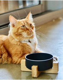 Mog & Bone - Single Bamboo Cat Bowl Black